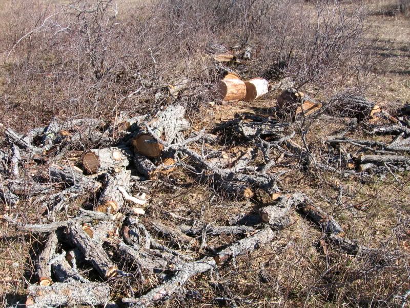 Question re: seasoning dead standing bur oak