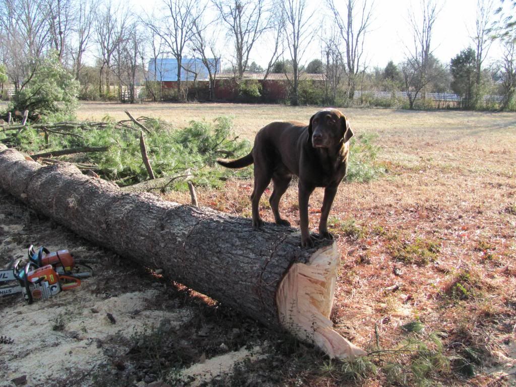 [Hearth.com] The Big Pine is DOWN!!!!!  with pics