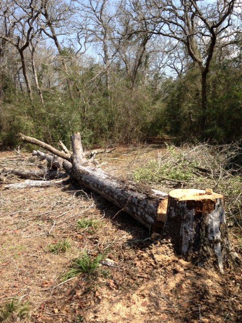 [Hearth.com] FINALLY took down that big Water Oak (pics)