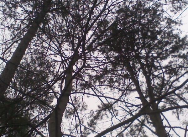 [Hearth.com] suggestions on felling tree