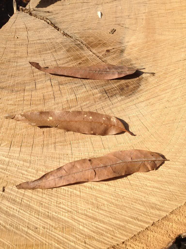 [Hearth.com] New Scrounge .. What type of Oak is this?