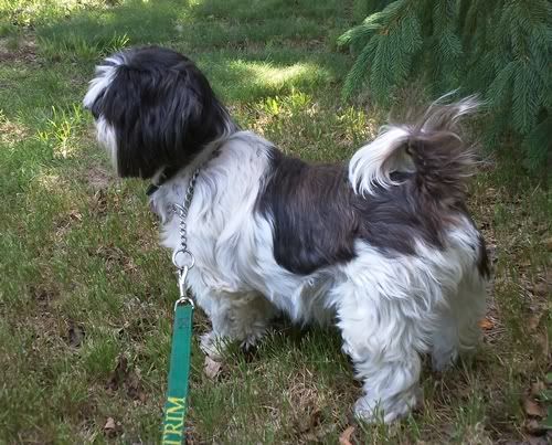[Hearth.com] Post your dog pics!
