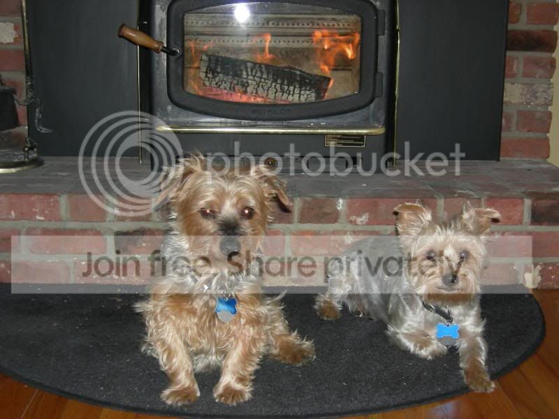 [Hearth.com] Dogs by the fire....