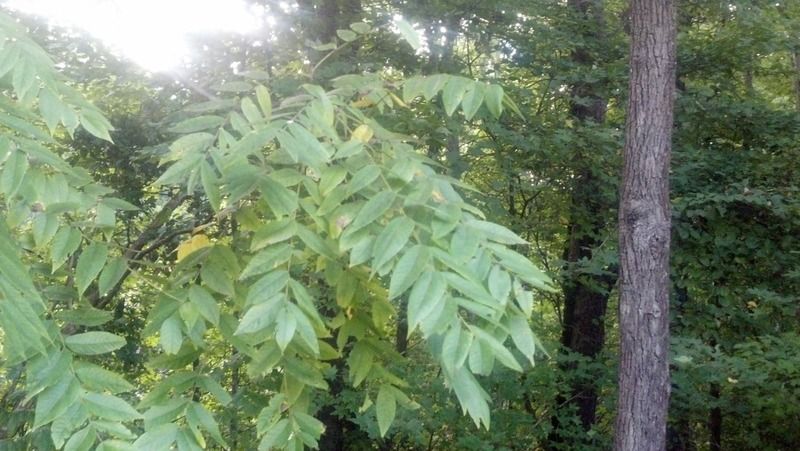 [Hearth.com] Tree ID