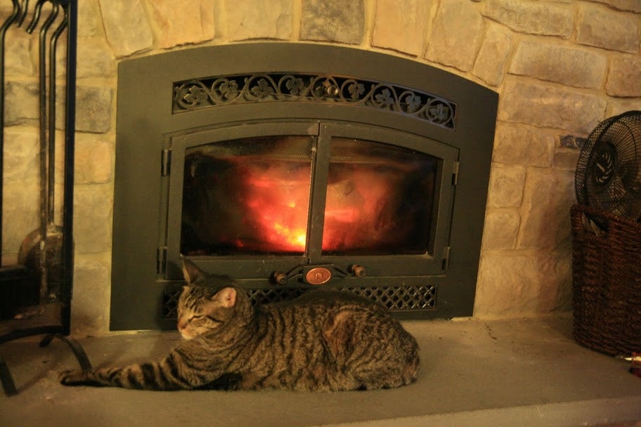 Your pets with your stove