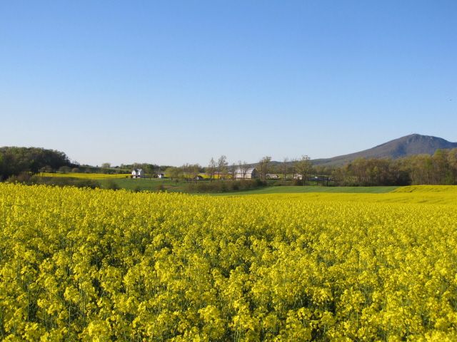 Yellow flowers