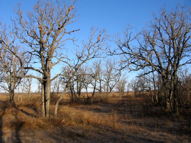 [Hearth.com] Question re: seasoning dead standing bur oak