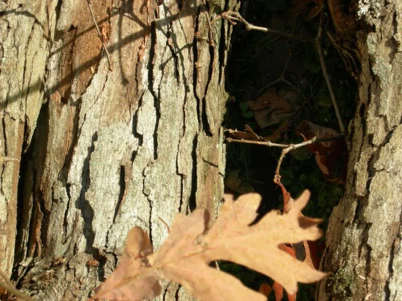 Wood ID by Bark ??