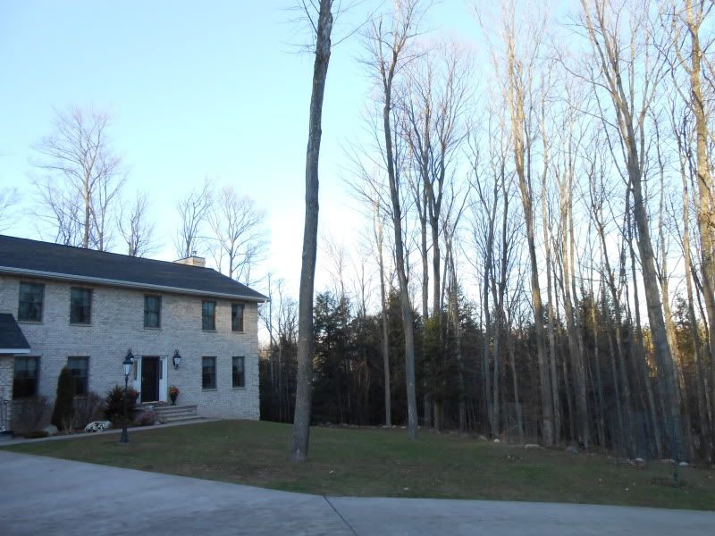 [Hearth.com] Trees in yard