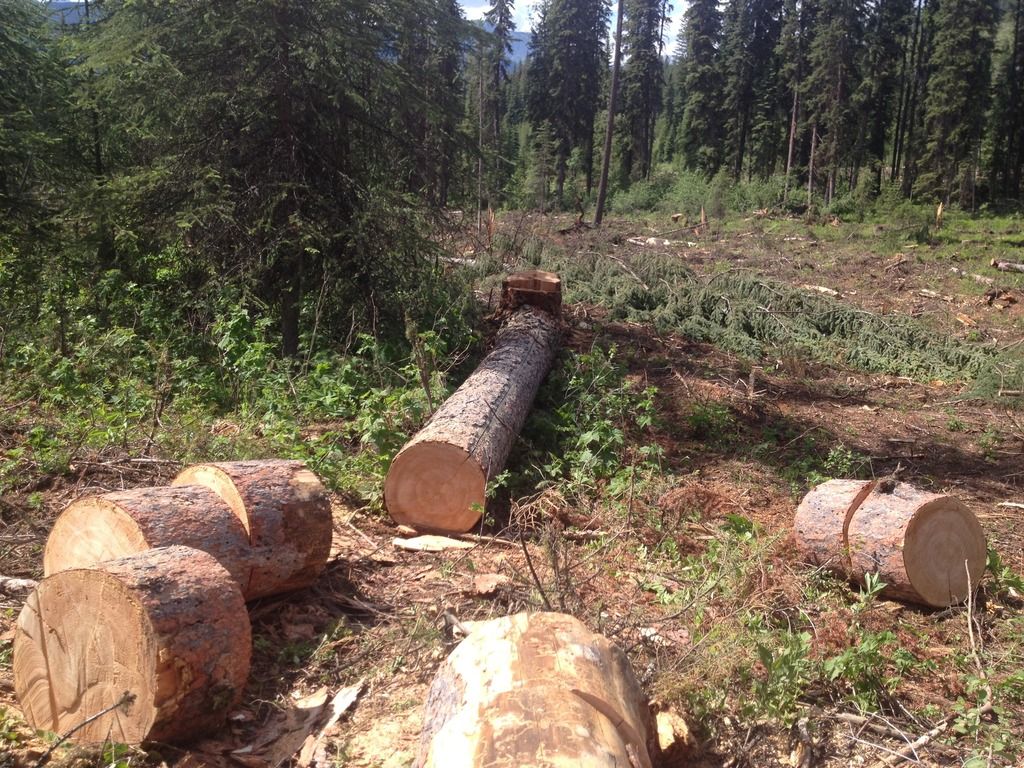 [Hearth.com] Little adventure up in 'Larch' land.