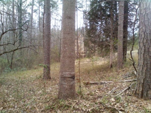 [Hearth.com] suggestions on felling tree