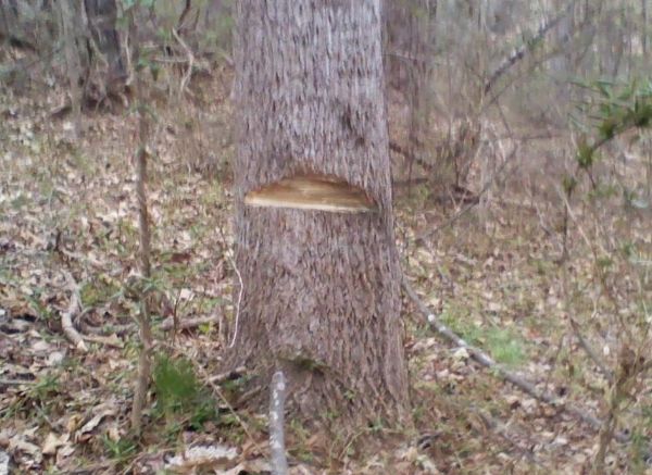 [Hearth.com] suggestions on felling tree