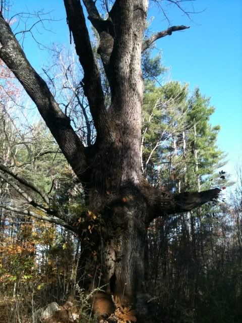 [Hearth.com] Large Dead Oak Come Down And Provide 8 Cord Of Wood