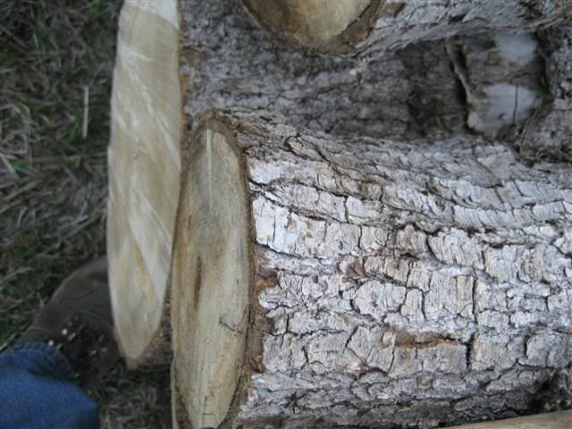 [Hearth.com] Intheswamp's wood "getting"....it's getting too hot to get wood!!!