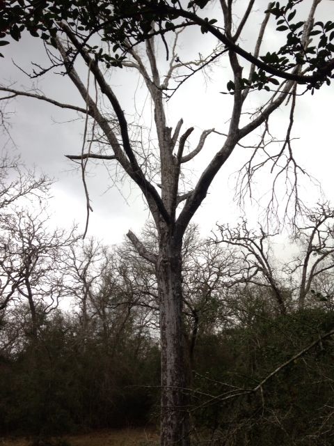 [Hearth.com] FINALLY took down that big Water Oak (pics)