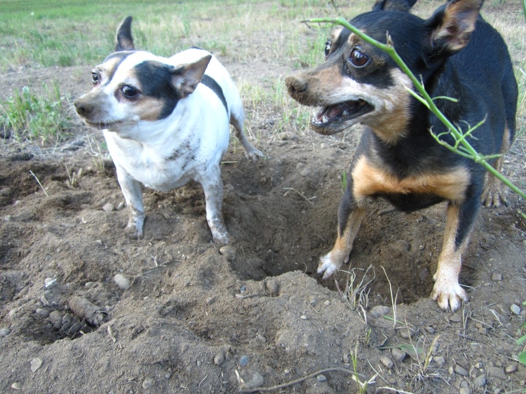 [Hearth.com] Does anyone else have a Miniature Wood Stack Terrier?