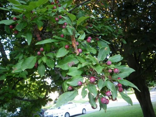 [Hearth.com] Northern Hackberry, Dwarf Hackberry or Other?