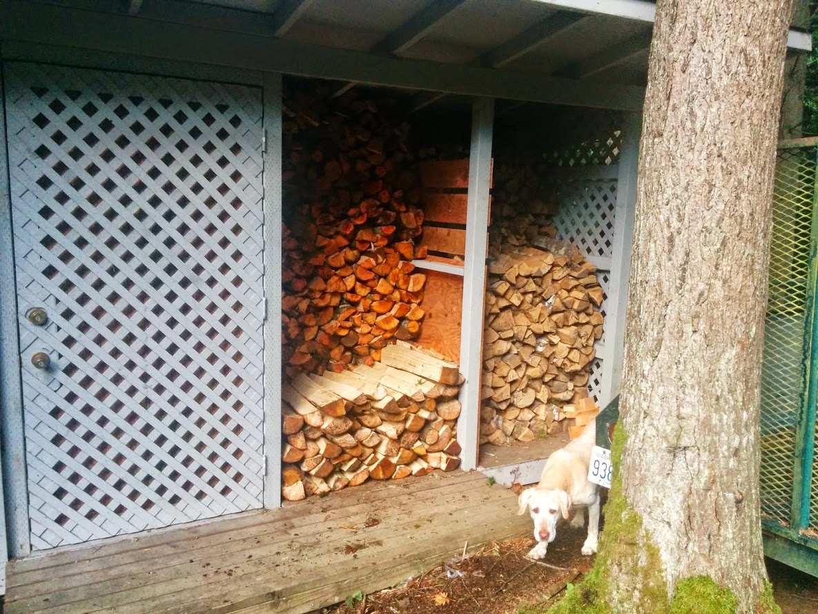 spent the day chopping wood. can you guess which half of the wood shed has fresh wood,