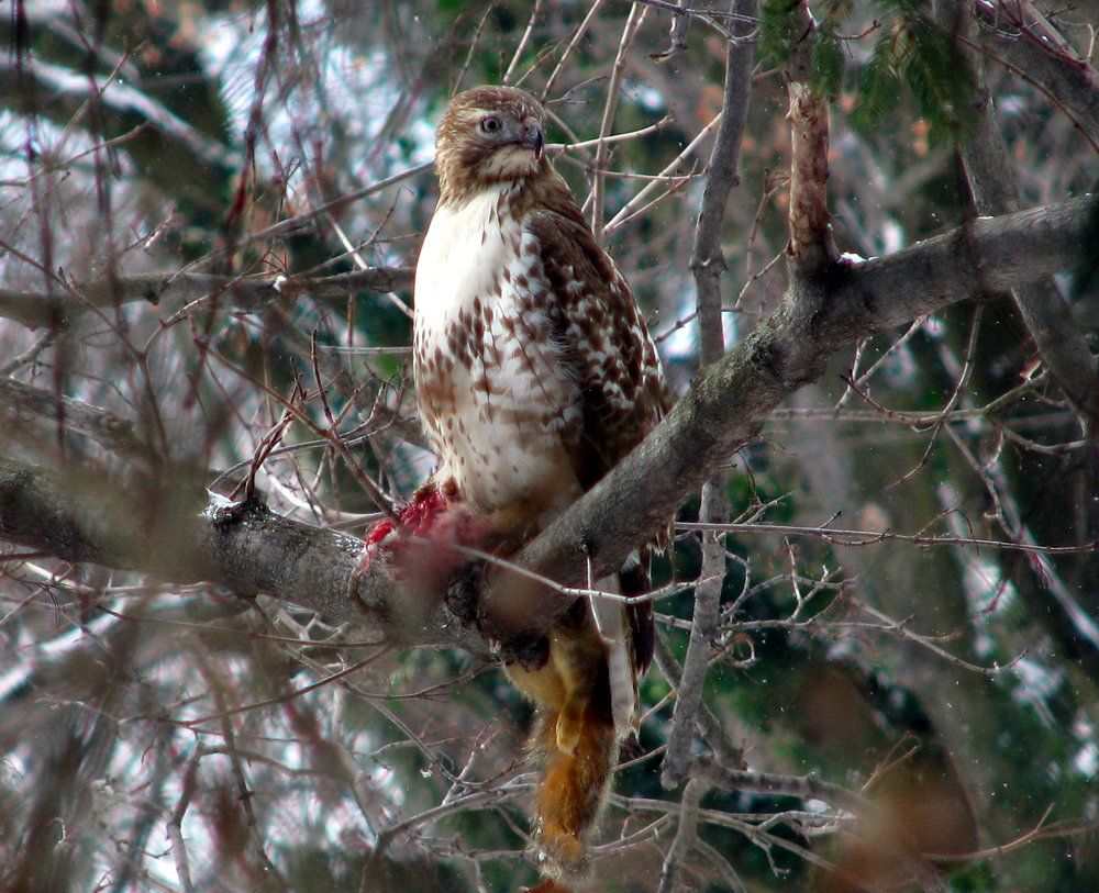 [Hearth.com] Red tailed hawk