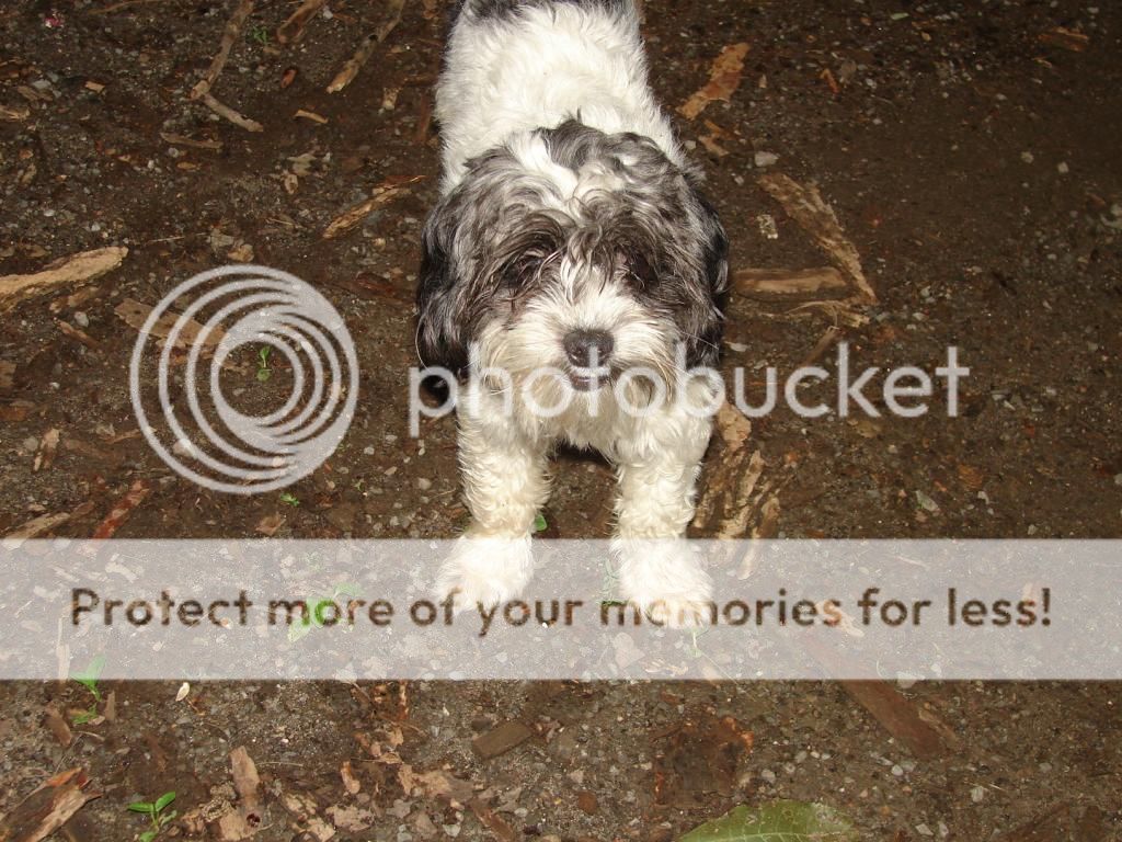 [Hearth.com] pet picture thread