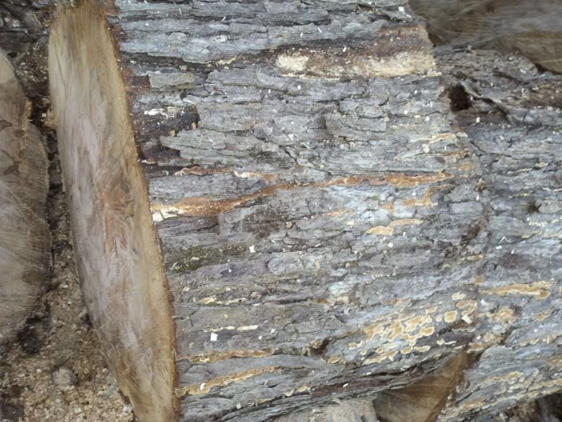 [Hearth.com] Wood ID