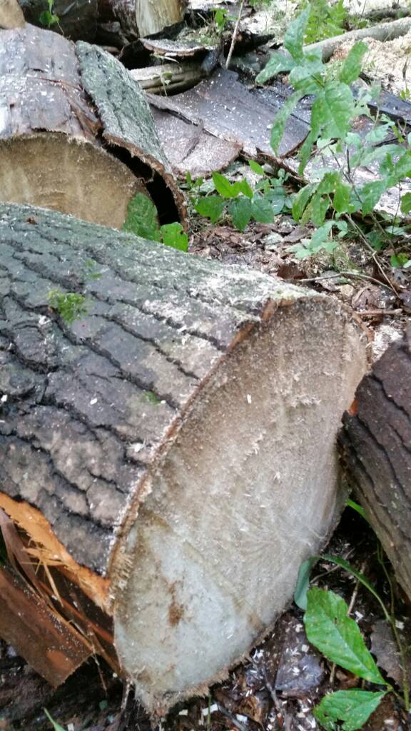 [Hearth.com] What type of tree is this?