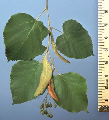 [Hearth.com] I usually do not ask this…..tree id!