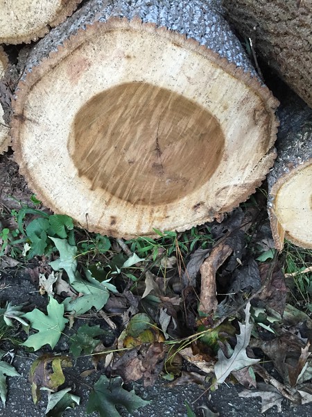 Scrounging and wood id