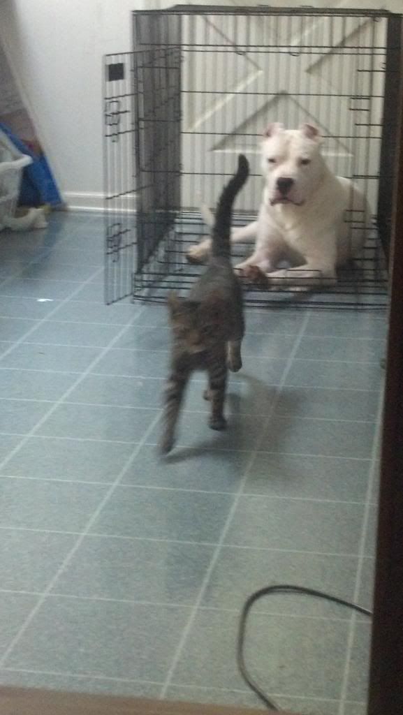 [Hearth.com] pet picture thread