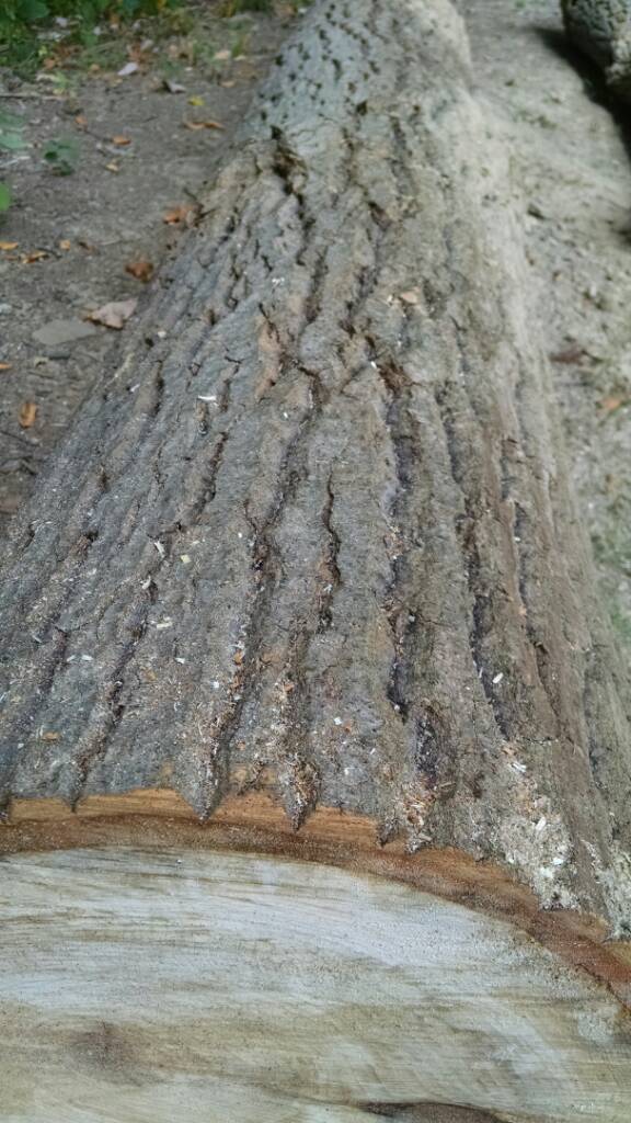 [Hearth.com] Wood ID help...again!