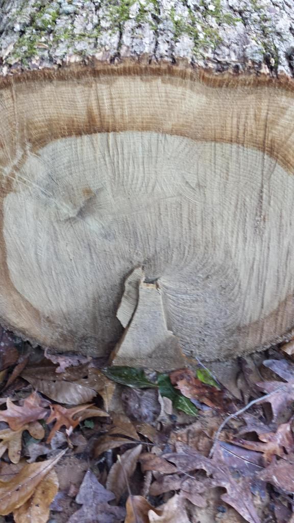 [Hearth.com] Is this worth my time...Wood ID