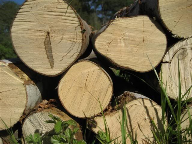 [Hearth.com] Intheswamp's wood "getting"....it's getting too hot to get wood!!!