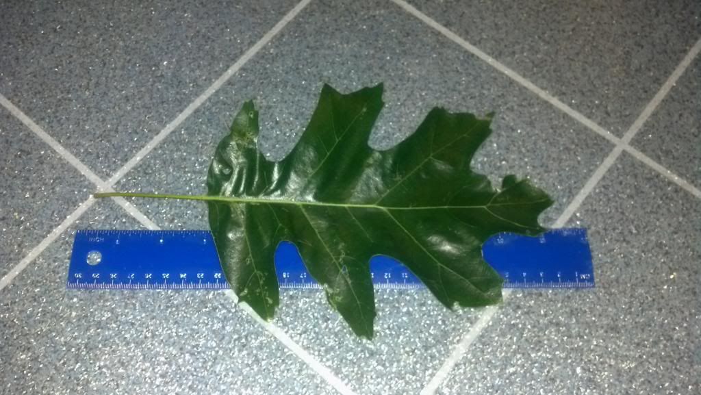 [Hearth.com] black oak down