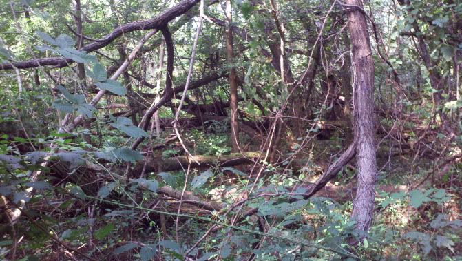 Storm damage Locust