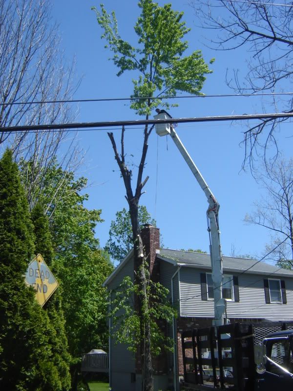 [Hearth.com] Got cut down an up tree!