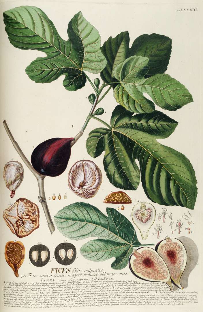 en.wikipedia.org