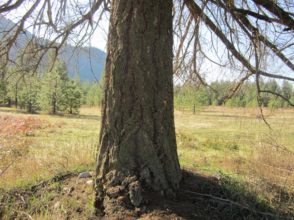 [Hearth.com] Big old fir tree died last year....still can't get myself to cut it down