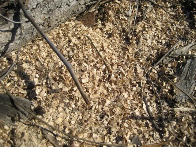 [Hearth.com] Intheswamp's wood "getting"....it's getting too hot to get wood!!!