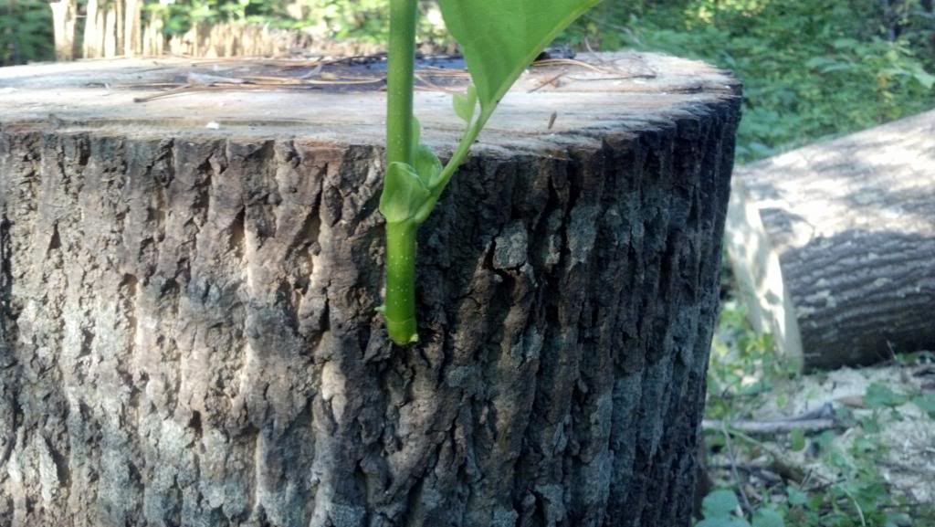 tulip poplar