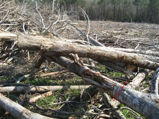 [Hearth.com] Intheswamp's wood "getting"....it's getting too hot to get wood!!!