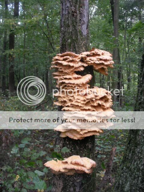 [Hearth.com] Some Wood Gathering Pics From Around My Property.