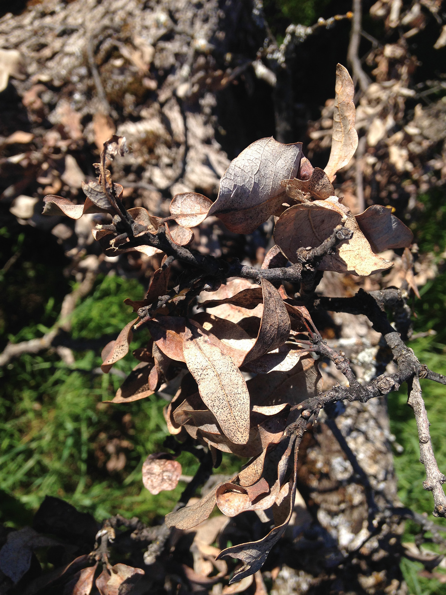 [Hearth.com] Help identifying an oak variety.