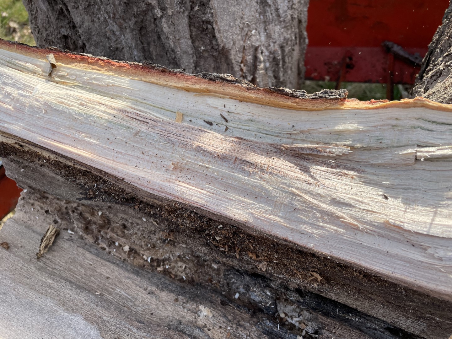 [Hearth.com] Request for wood ID:  Silver Maple?