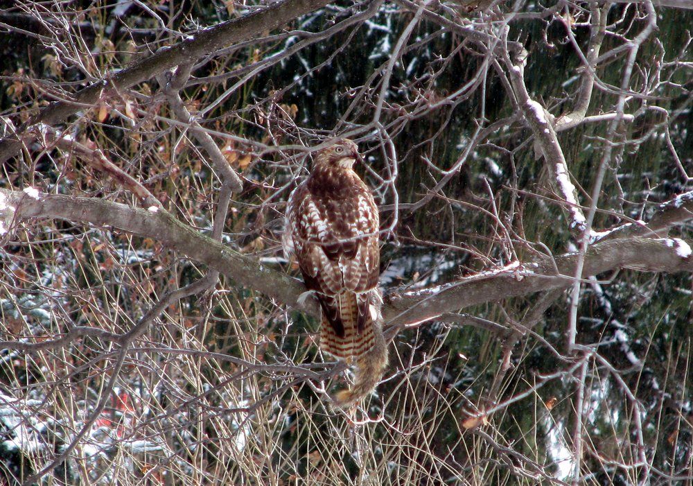 [Hearth.com] Red-Tailed Hawk w/dinner