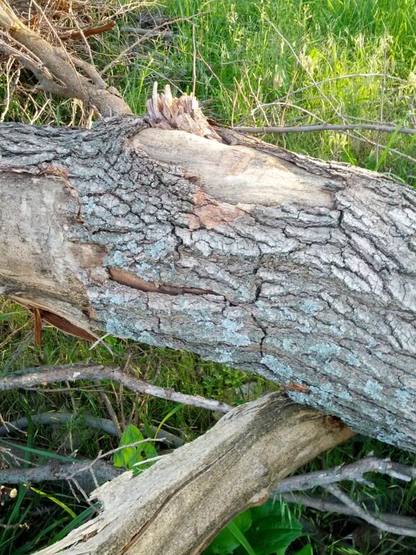 [Hearth.com] My first wood ID post ....