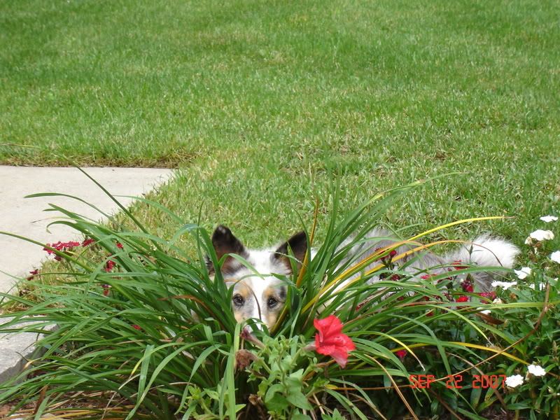 [Hearth.com] pet picture thread