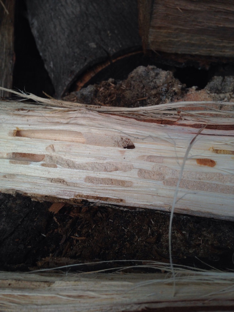 [Hearth.com] What creature is in my wood?