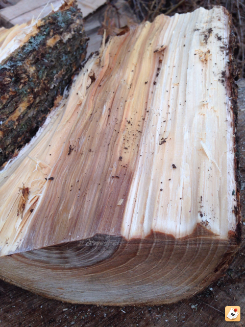 [Hearth.com] FREE wood - Do you know what it is???