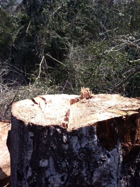 [Hearth.com] FINALLY took down that big Water Oak (pics)