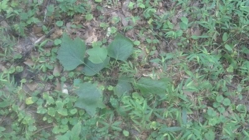 [Hearth.com] tulip poplar